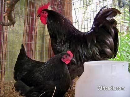 Black Australorp